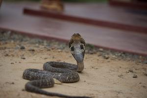 Spectacled cobra