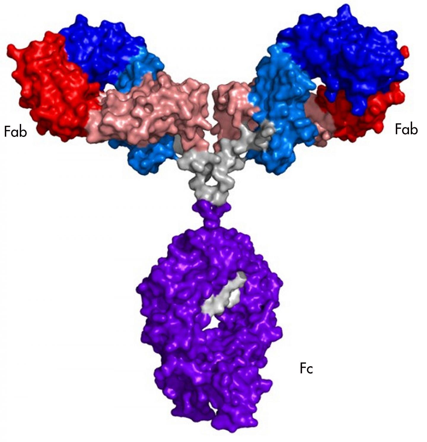 NISTmAb Monoclonal Antibody