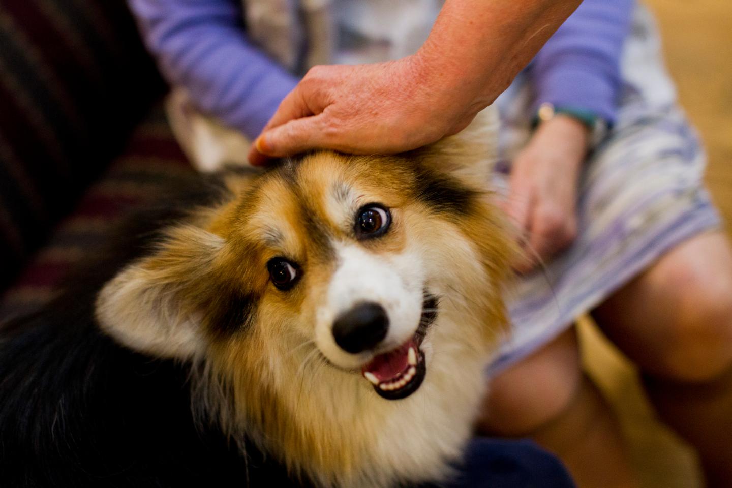 Therapy Dog