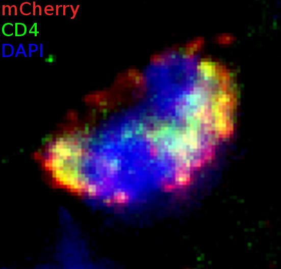 Infected Macaque Ovarian Cell