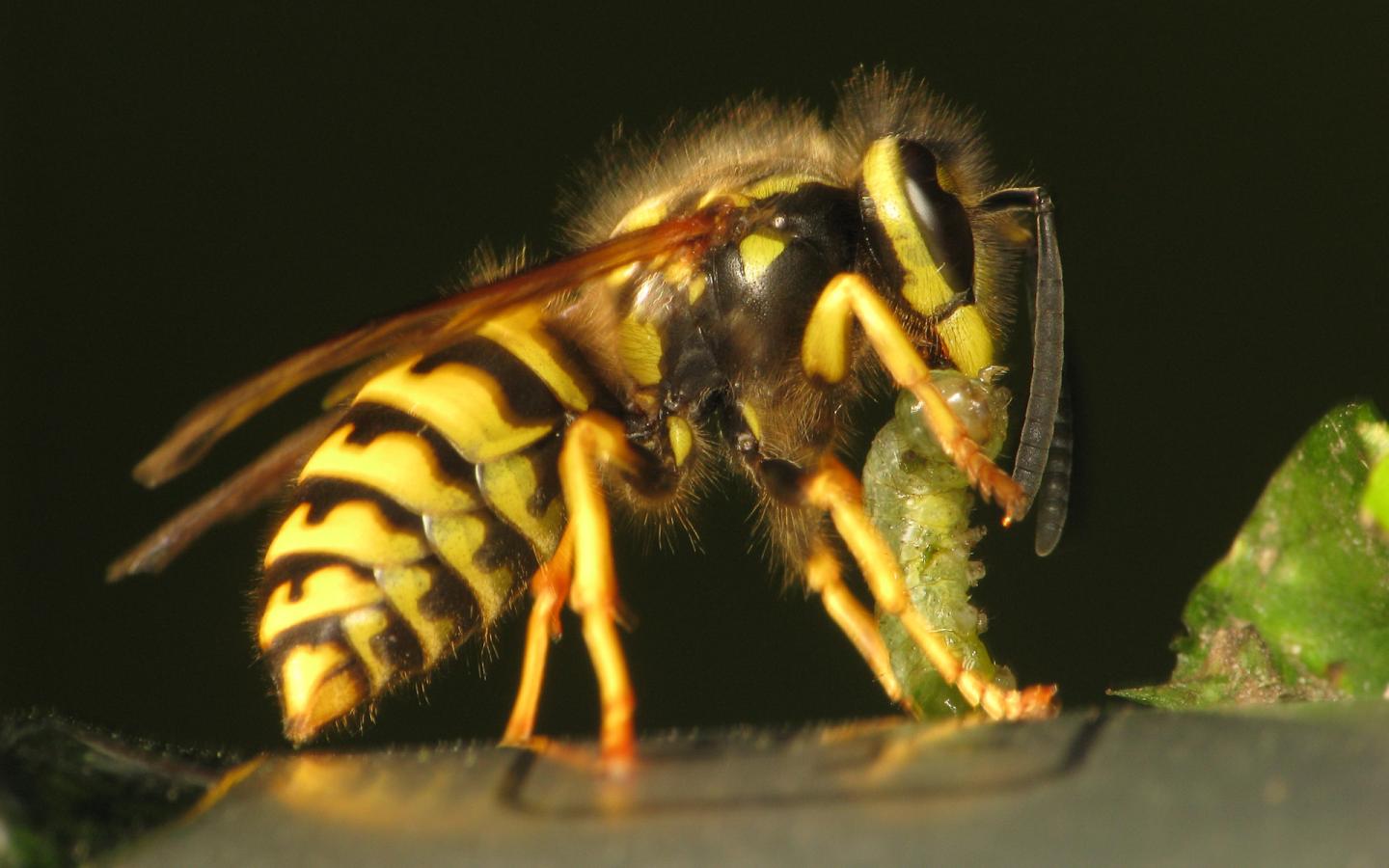 Call For Arms And Stings: Social Wasps Use Alarm Pheromones To Coordinate Their Attacks (1/3)