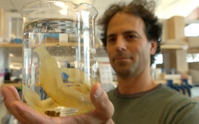 The Sea Squirt, <i>Ciona intestinalis</i>