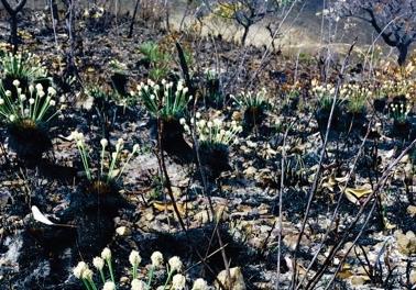 Plants in the Brazilian Savanna