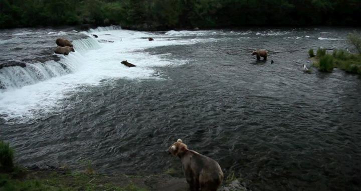 'Bearcam' Study Focuses on Human Emotional Connection with Wildlife, Parks 2