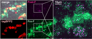 RSV particles