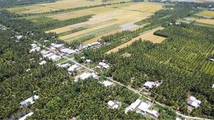 Sand ridge coconut farms in Bến Tre