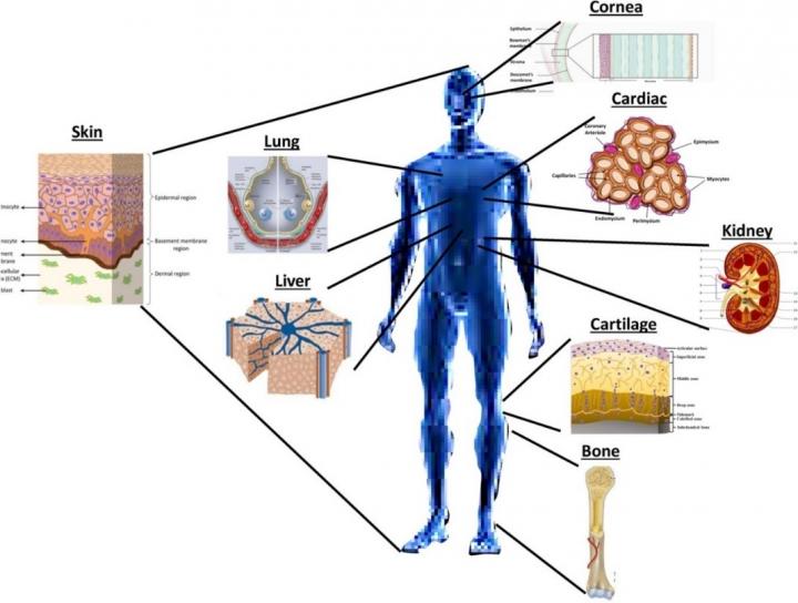 3D Printed Organs