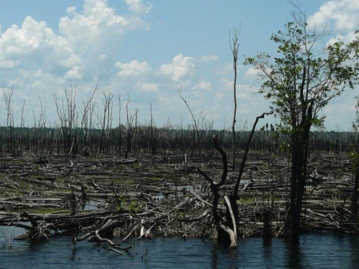 Savannas are expanding in the heart of the Amazon