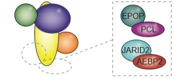 Illustration of PRC2 and Associated Proteins