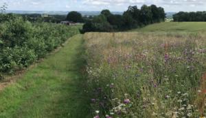 A flower margin bordering a commercial apple orchard