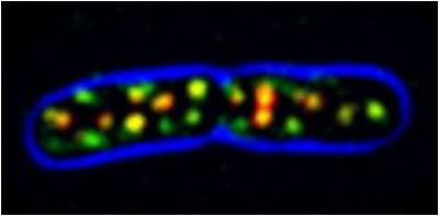 Fluorescence Microscopy of a Bacterium