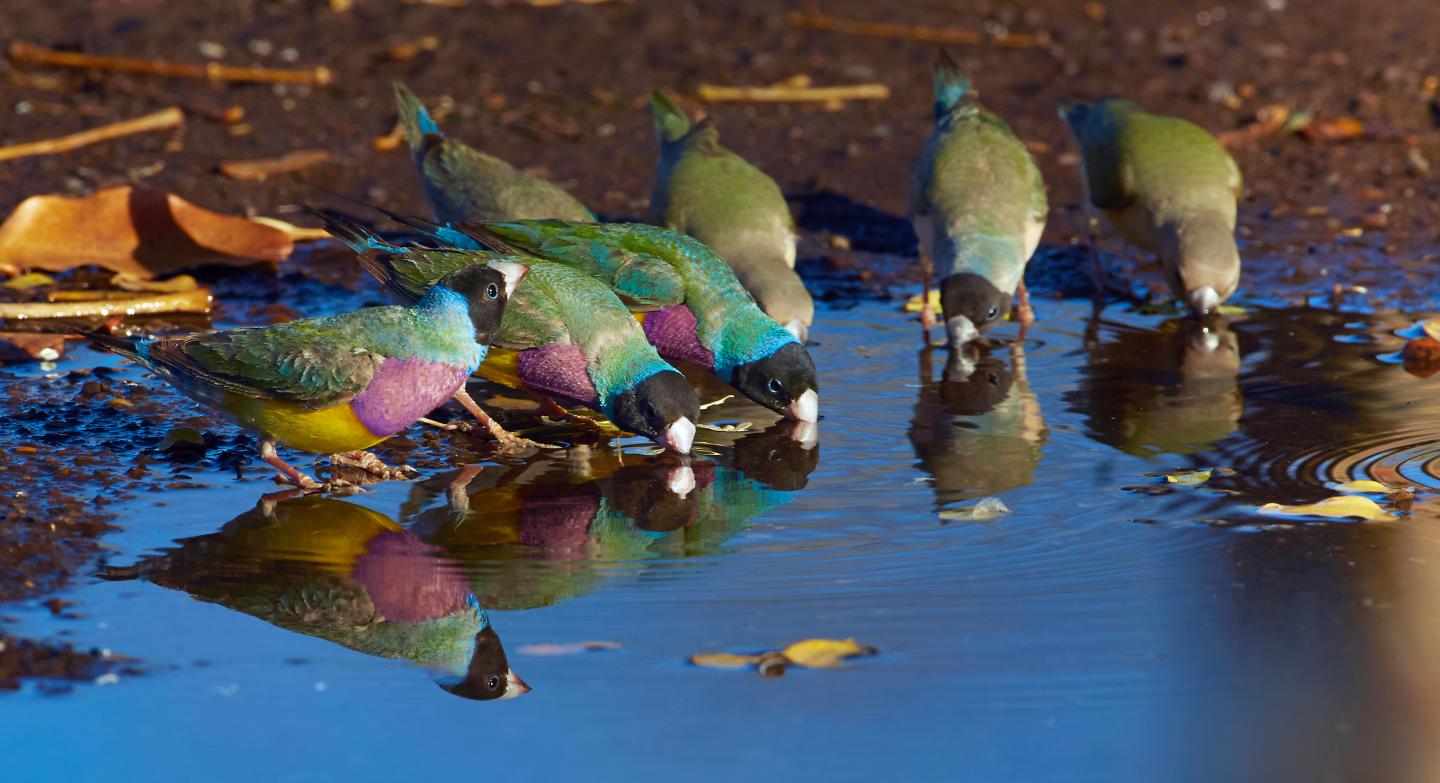 Gouldian Finch Group Drinking, Wyndham, Kimberley, Western Australia