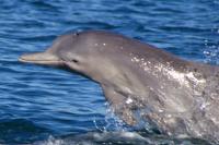 Unnamed Dolphin Species (2 of 3)