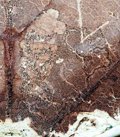 Moth Mine on Sycamore