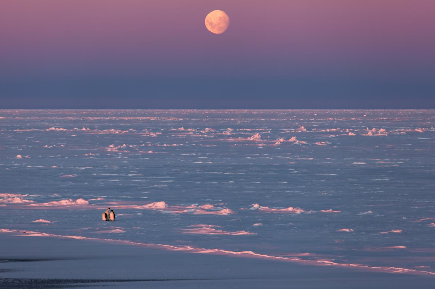 Emperor Penguins in the ice-covered winter Weddell Sea, Antarctica