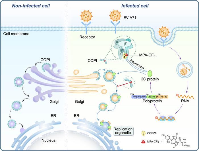 Chemoproteomics enables identification of coatomer subunit zeta-1 targeted by a small molecule for enterovirus A71 inhibition