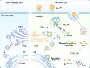 Chemoproteomics enables identification of coatomer subunit zeta-1 targeted by a small molecule for enterovirus A71 inhibition