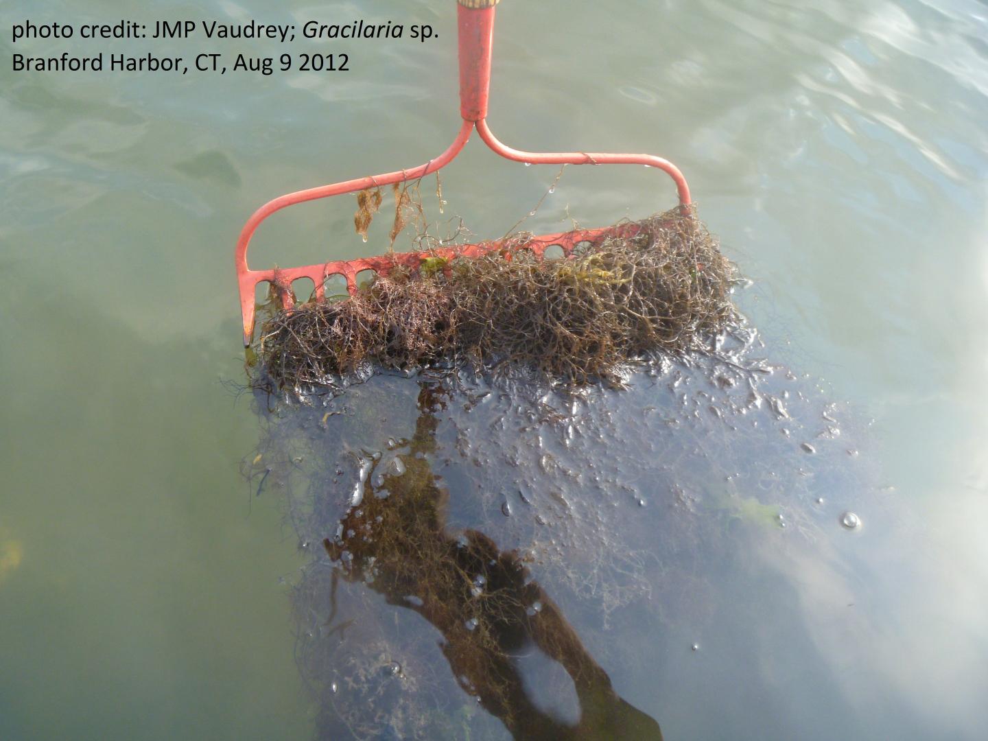 Seaweed Near Branford, CT