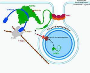 how C. pneumoniae cell infects a human cell