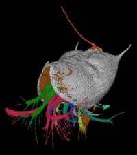 A 425-Million-Year-Old Parasite