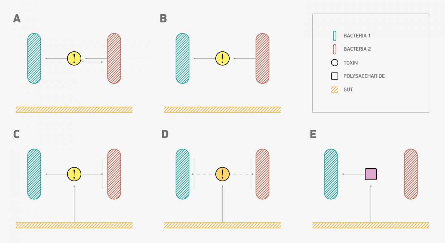 Feedbacks' Mechanisms