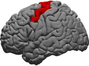 Image of brain's dorsal precentral gyrus