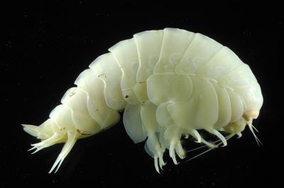 One of Hundreds of Specimens Collected from Expedition to the Mid-Atlantic Ridge (2 of 2)