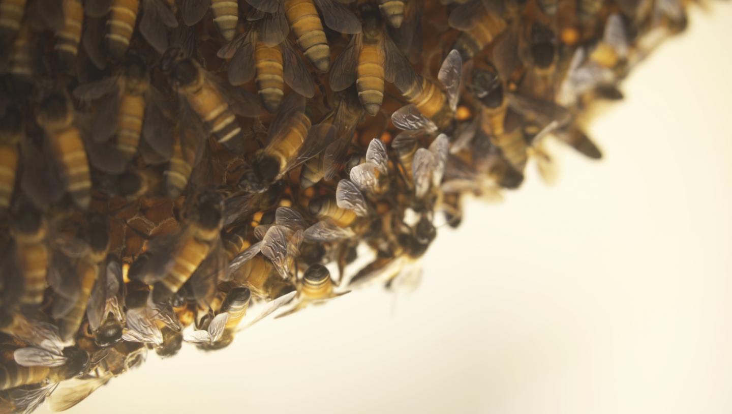 Giant Asian Honey Bee (Apis dorsata) Colonies in Bengaluru, India