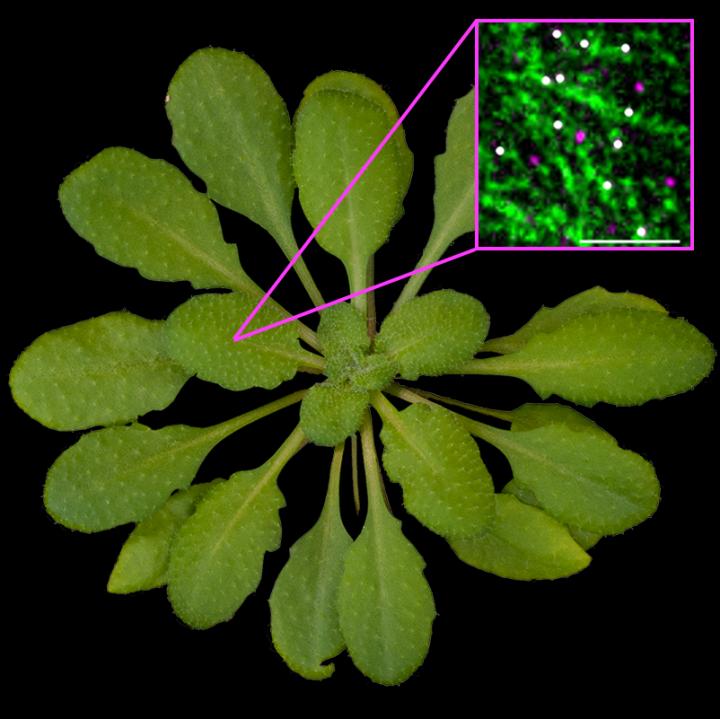 cellulose in plants