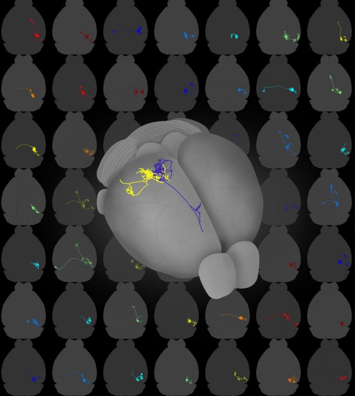 Single-Cell Projections from Mouse Visual Cortex