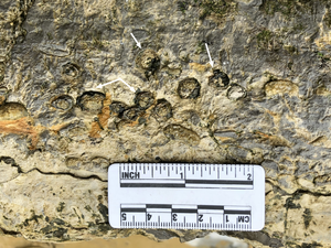 Vertebrate bones exposed during fieldwork in the Zhebao region of Guangxi ProvinceThe arrows indicate ribs, exposed in cross-section