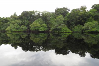 Amazon Tree Count Shows Just a Few Species in Charge (3 of 11)