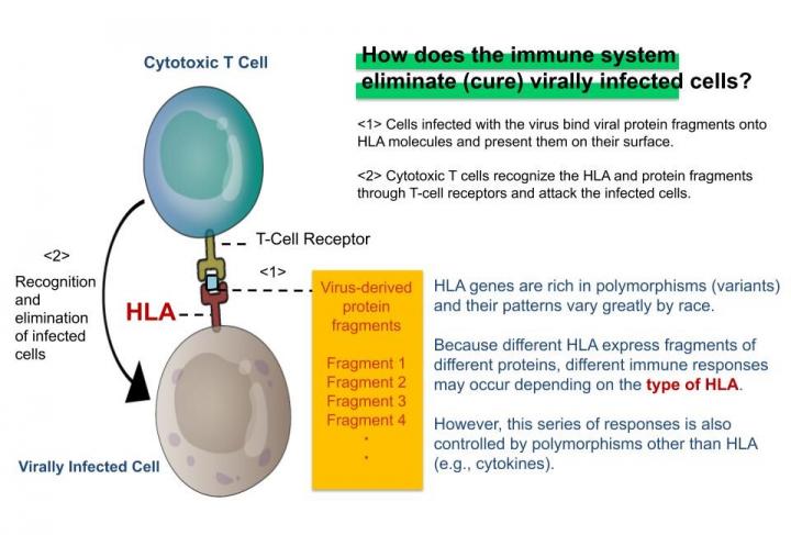 HLA and Antiviral Immunity