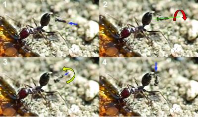 death from above parasite wasps attacking an eurekalert