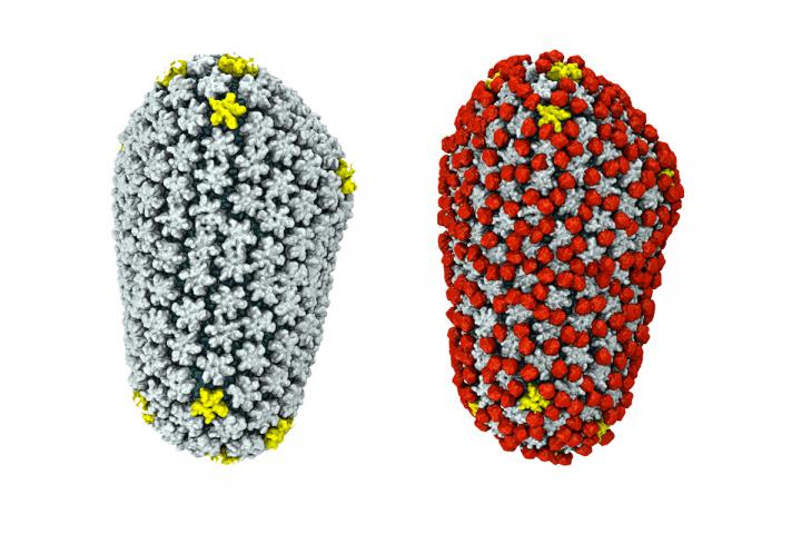 Cyclophilin A and the HIV Capsid