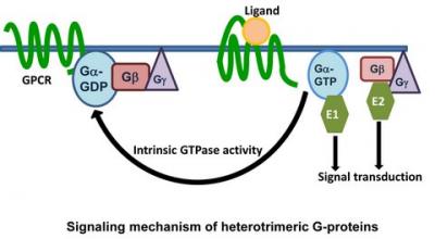 Signaling Mechanism of Heterotrimeric G-protein