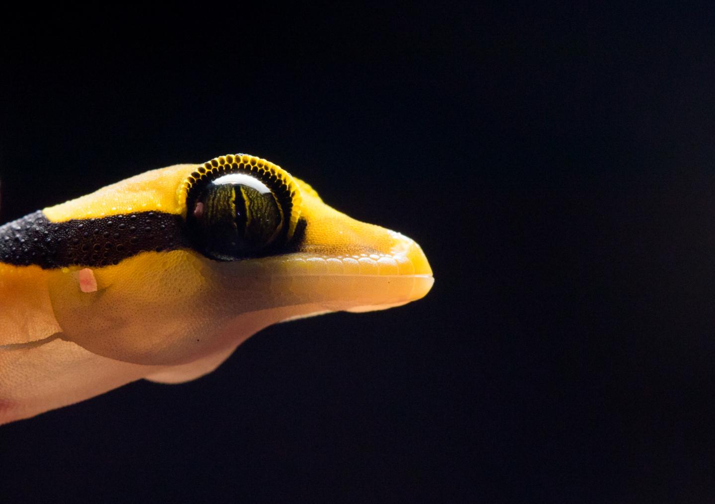 Malayan Forest Gecko