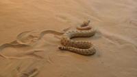 Research on Sidewinder Snakes