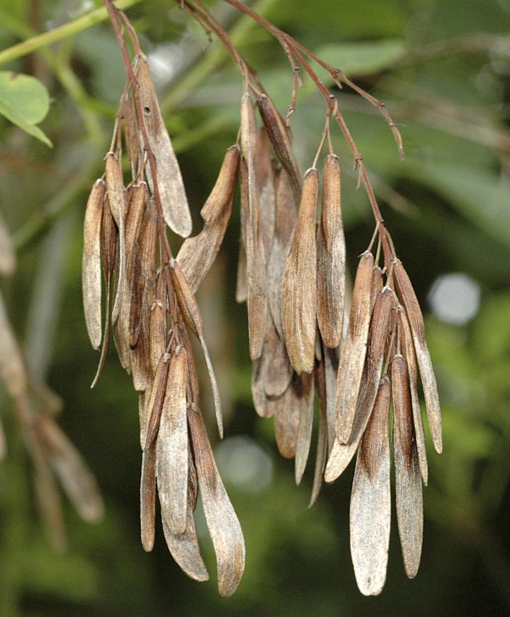 Ash Seeds