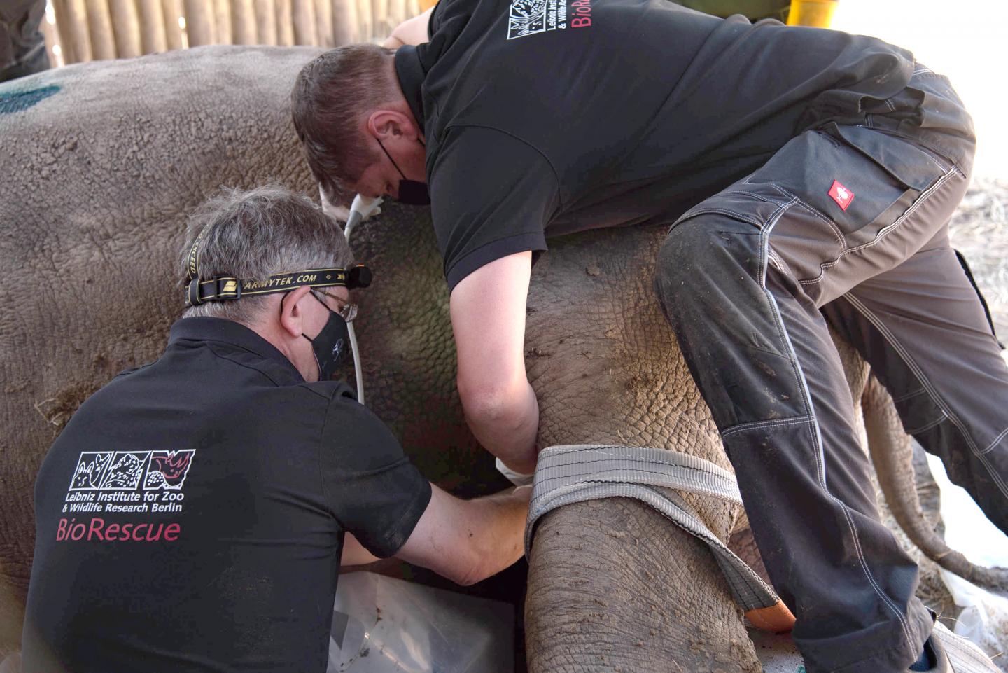 Rescue research on the Northern White Rhino in Kenya, conducted by the BioRescue-Team.