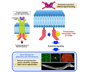 Schematic model of sustained activation of TrkB signaling in the absence of BDNF