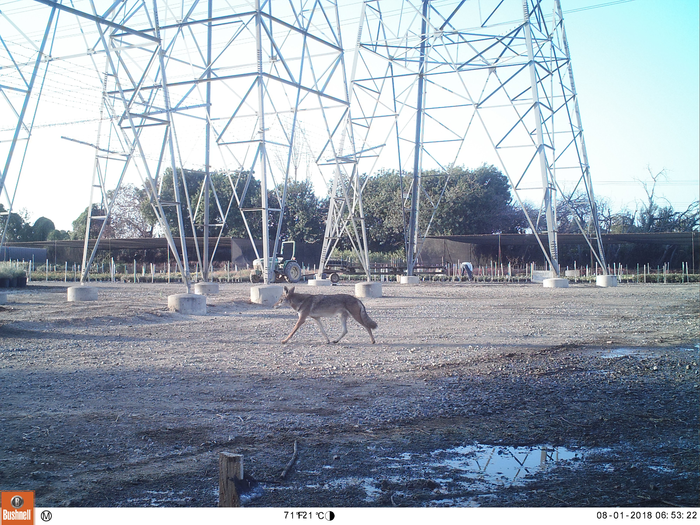 Coyote in the LA metro area