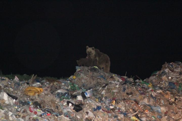 Bears at Garbage Dump