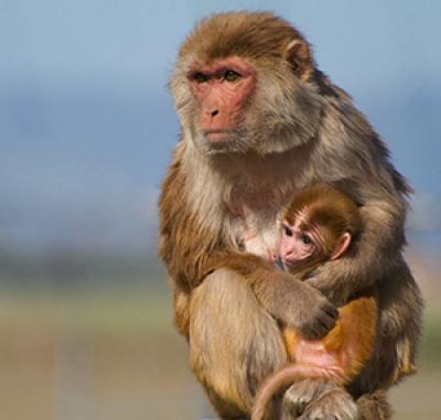 Mother and Infant Rhesus Monkey at the  California National Primate Research Center at UC Davis