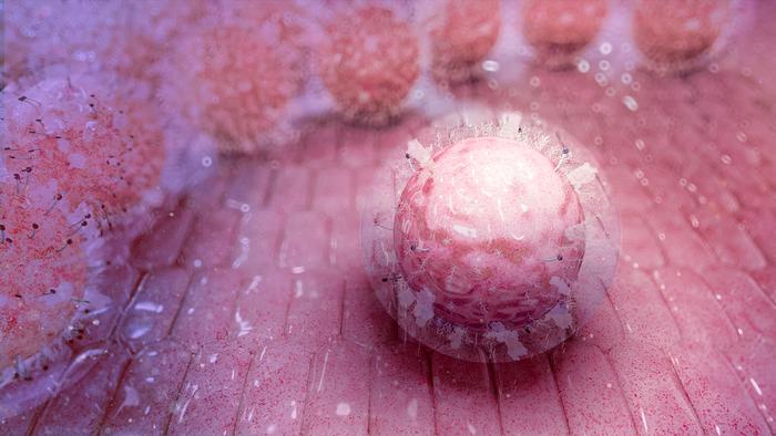 Often overlooked stem cells hold hidden powers for blood disease treatments