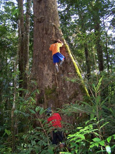 Measuring the Diameter of a Large Tree