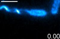 Real-Time Imaging of a Flagellar Polymorphic Change