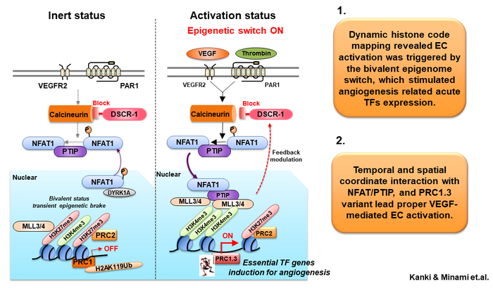 Overview of Epigenomic Changes in Vascular Endothelial Activation in Response to VEGF Signaling