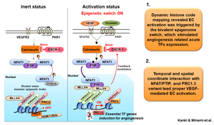 Overview of Epigenomic Changes in Vascular Endothelial Activation in Response to VEGF Signaling