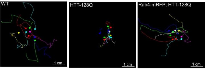 Crawling Paths of Larvae